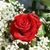Rebecca Merwin's profile image
