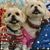 Donna Harvey Myers's profile image