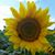 Jennifer Bishop Steinmeier's profile image