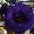 Maria Botello's profile image
