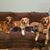Gail Anne's profile image