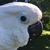Woodie Tzagakis's profile image