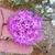 Diane Bentley's profile image