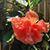 Linda Braund's profile image