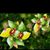 Love Flowers's profile image