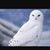 Tab SB's profile image