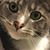 Lisa A Johnson's profile image