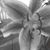 Weslie Van Valin's profile image