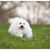 Nancy Bailine Goldman's profile image