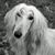 Sheph Burton's profile image