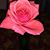 Carol Lynn's profile image