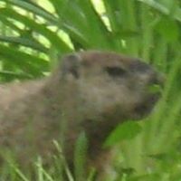 Deb Dorward Hayes's profile image