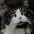 Renee Nielsen Engebretson's profile image