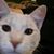 Linda Mccleery's profile image