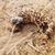 Karen Walling's profile image