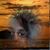 Teresa Longbine's profile image