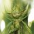 Chris Desrosier Severy's profile image