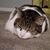 Eileen Papafo Szubert's profile image