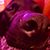 Jennifer Hackman's profile image