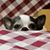 Kim Boden's profile image