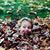 Linc Balch's profile image