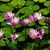 Pam Garitty Lacoste's profile image