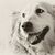Monier Hanify's profile image