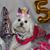 Lisa Maria Pereira's profile image