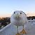 Tatiana Karelina's profile image