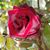 Cathleen Wellborn Smith's profile image