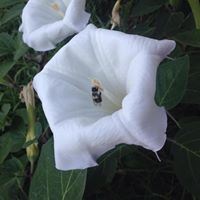 Carolyn Shively Baughman's profile image