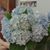 Carmen Vasquez Ouzts's profile image