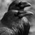 Jeannene K. Budig's profile image