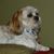 Sharron Lane Crandell's profile image