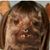 Lisa Plazola Alcala's profile image