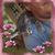 Elizabeth Helen Worthan's profile image