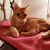Marcey Collman's profile image