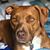 Carol Bonfield's profile image