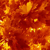 RedAutumn R.'s profile image
