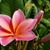 Edelmira Medina's profile image