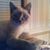 Pamela Sue Adams's profile image