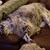 Kimberly Dombrowski's profile image
