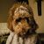 Pamela Couture's profile image