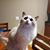 Ri Ricole's profile image