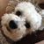 Carolyn Whitwell McArthur's profile image