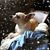 Debbie Bach's profile image