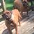 Sherri Shoppa-Goans's profile image