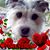 Linda Sprague's profile image
