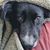 Alina Zamfir's profile image