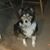 Jeanna Evans Liljeros's profile image
